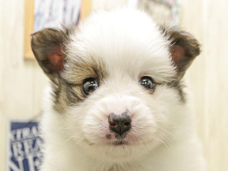 愛知県のポメチワ/チワポメ/ポメチー(ポメラニアン×チワワ) (ワンラブ名古屋守山インター総本店/2025年12月13日生まれ/男の子/パーティーカラー)の子犬の1枚目の画像