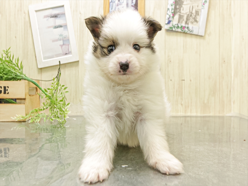 愛知県のポメチワ/チワポメ/ポメチー(ポメラニアン×チワワ) (ワンラブ名古屋守山インター総本店/2025年12月13日生まれ/男の子/パーティーカラー)の子犬の3枚目の画像