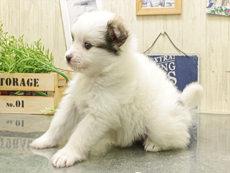愛知県のポメチワ/チワポメ/ポメチー(ポメラニアン×チワワ) (ワンラブ名古屋守山インター総本店/2025年12月13日生まれ/男の子/パーティーカラー)の子犬の2枚目の画像