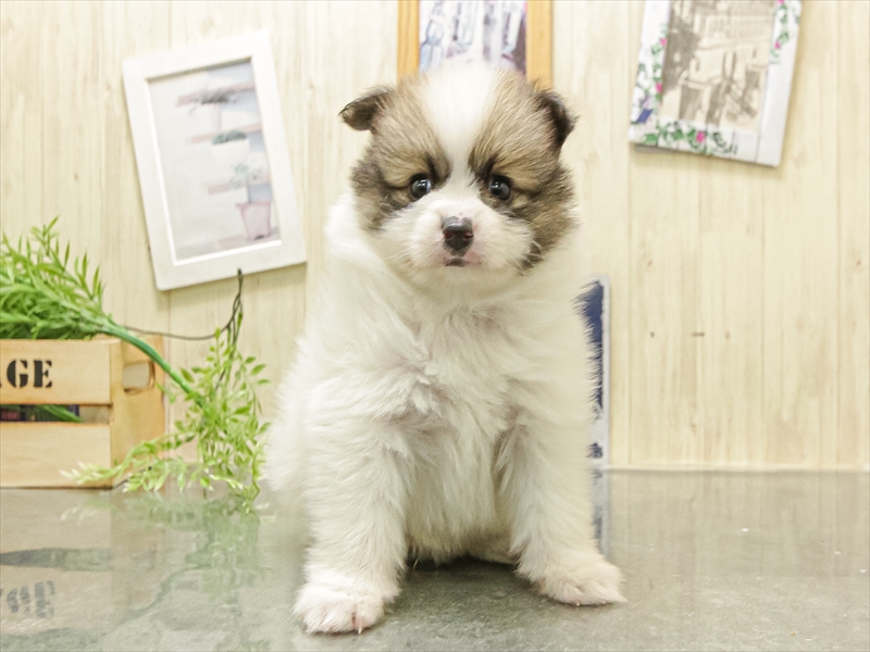 愛知県のポメチワ/チワポメ/ポメチー(ポメラニアン×チワワ) (ワンラブ名古屋守山インター総本店/2025年12月13日生まれ/男の子/パーティーカラー)の子犬の3枚目の画像