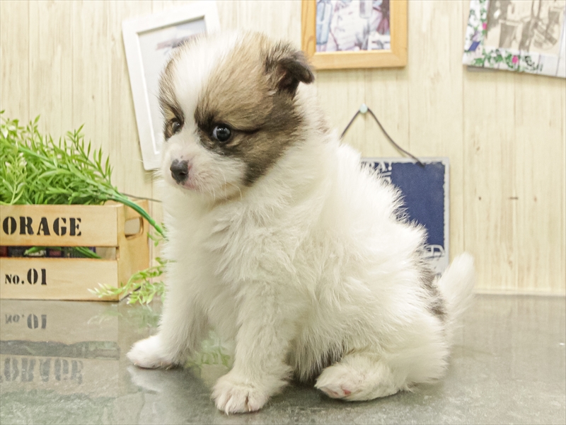 愛知県のポメチワ/チワポメ/ポメチー(ポメラニアン×チワワ) (ワンラブ名古屋守山インター総本店/2025年12月13日生まれ/男の子/パーティーカラー)の子犬の2枚目の画像