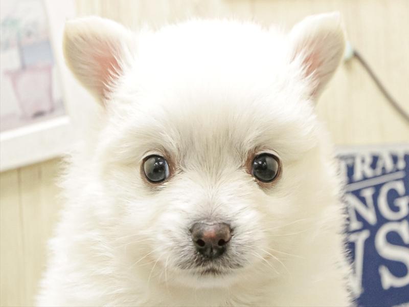 愛知県のポメチワ/チワポメ/ポメチー(ポメラニアン×チワワ) (ワンラブ名古屋守山インター総本店/2025年12月10日生まれ/男の子/ホワイト)の子犬の1枚目の画像