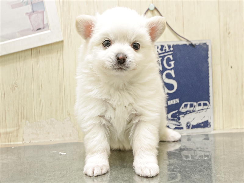 愛知県のポメチワ/チワポメ/ポメチー(ポメラニアン×チワワ) (ワンラブ名古屋守山インター総本店/2025年12月10日生まれ/男の子/ホワイト)の子犬の3枚目の画像