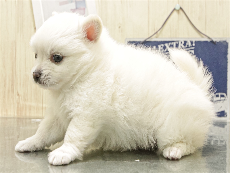 愛知県のポメチワ/チワポメ/ポメチー(ポメラニアン×チワワ) (ワンラブ名古屋守山インター総本店/2025年12月10日生まれ/男の子/ホワイト)の子犬の2枚目の画像