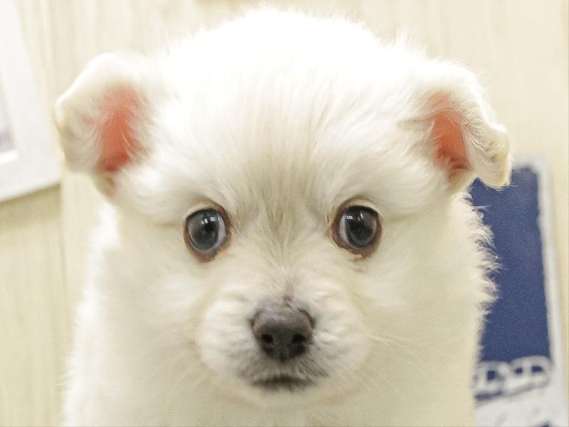 愛知県のポメチワ/チワポメ/ポメチー(ポメラニアン×チワワ) (ワンラブ名古屋守山インター総本店/2025年12月10日生まれ/男の子/クリーム)の子犬の1枚目の画像