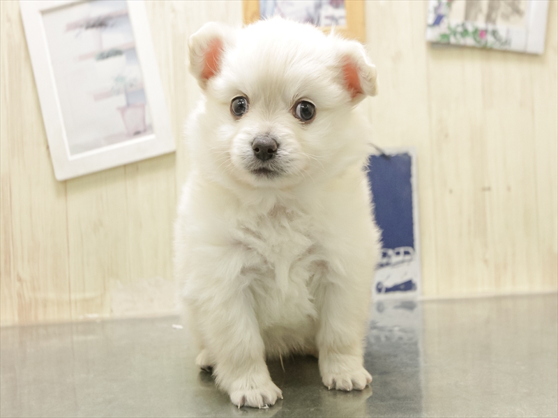 愛知県のポメチワ/チワポメ/ポメチー(ポメラニアン×チワワ) (ワンラブ名古屋守山インター総本店/2025年12月10日生まれ/男の子/クリーム)の子犬の3枚目の画像