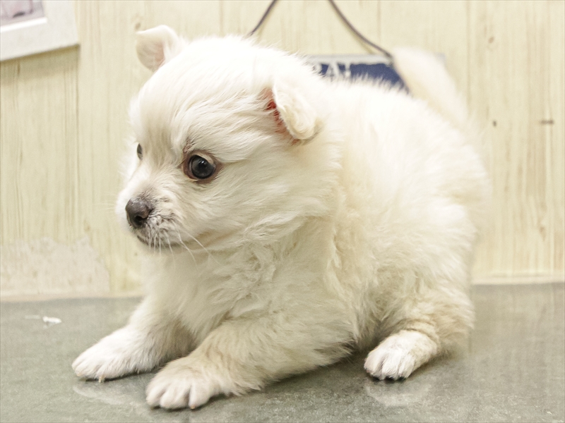 愛知県のポメチワ/チワポメ/ポメチー(ポメラニアン×チワワ) (ワンラブ名古屋守山インター総本店/2025年12月10日生まれ/男の子/クリーム)の子犬の2枚目の画像