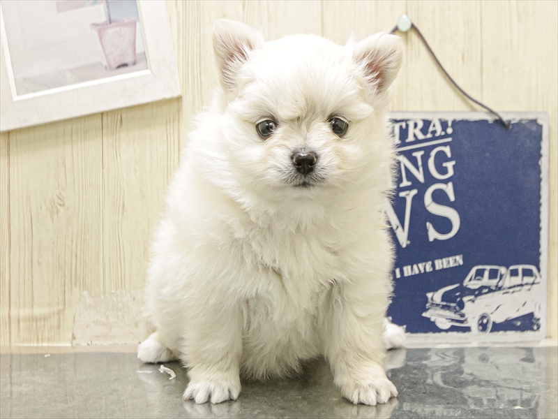 愛知県のポメチワ/チワポメ/ポメチー(ポメラニアン×チワワ) (ワンラブ名古屋守山インター総本店/2025年12月10日生まれ/女の子/クリーム)の子犬の3枚目の画像