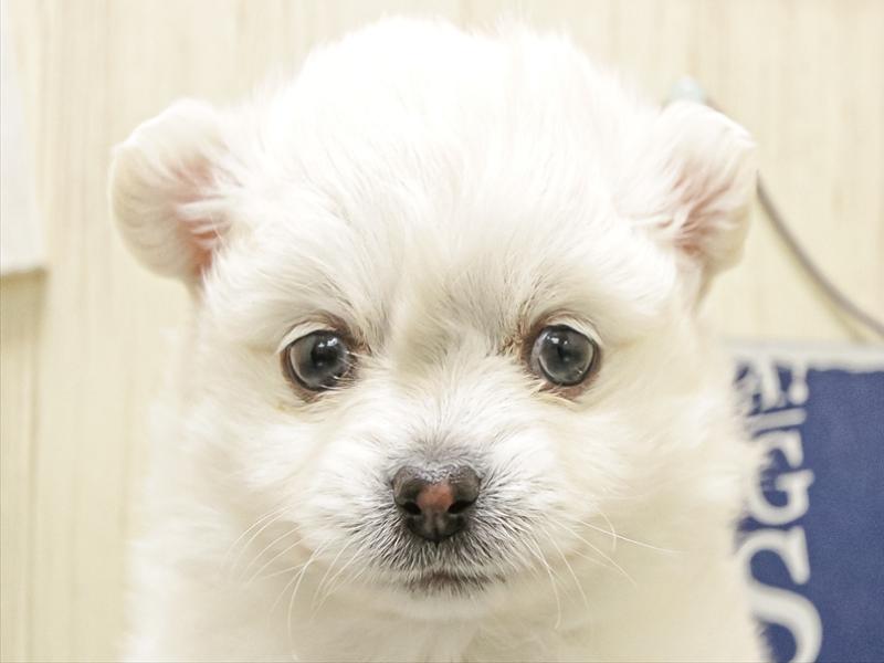 愛知県のポメチワ/チワポメ/ポメチー(ポメラニアン×チワワ) (ワンラブ名古屋守山インター総本店/2025年12月10日生まれ/女の子/クリーム)の子犬の1枚目の画像