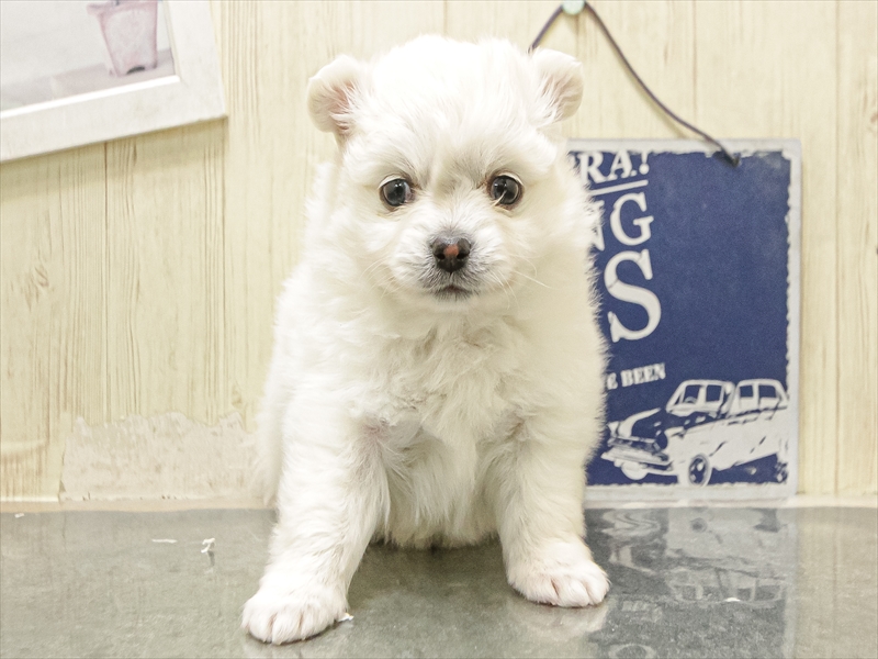 愛知県のポメチワ/チワポメ/ポメチー(ポメラニアン×チワワ) (ワンラブ名古屋守山インター総本店/2025年12月10日生まれ/女の子/クリーム)の子犬の3枚目の画像