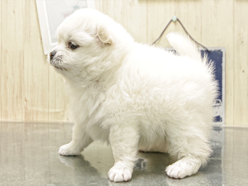 愛知県のポメチワ/チワポメ/ポメチー(ポメラニアン×チワワ) (ワンラブ名古屋守山インター総本店/2025年12月10日生まれ/女の子/クリーム)の子犬の2枚目の画像