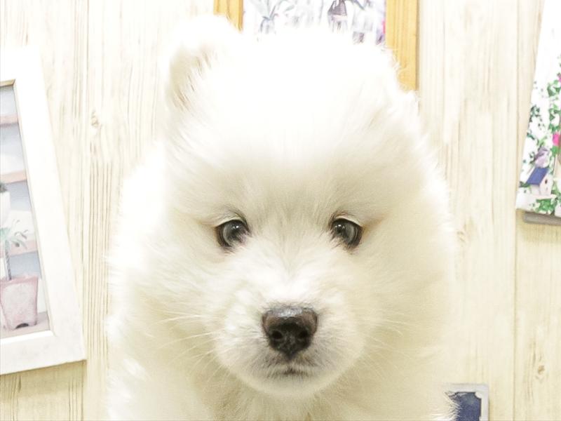 愛知県のサモエド (ワンラブ名古屋守山インター総本店/2025年12月13日生まれ/女の子/ホワイト)の子犬の1枚目の画像