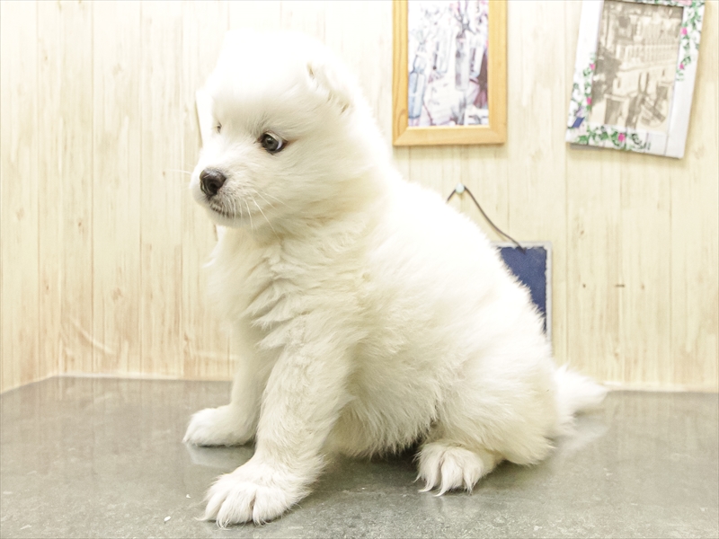 愛知県のサモエド (ワンラブ名古屋守山インター総本店/2025年12月13日生まれ/女の子/ホワイト)の子犬の2枚目の画像