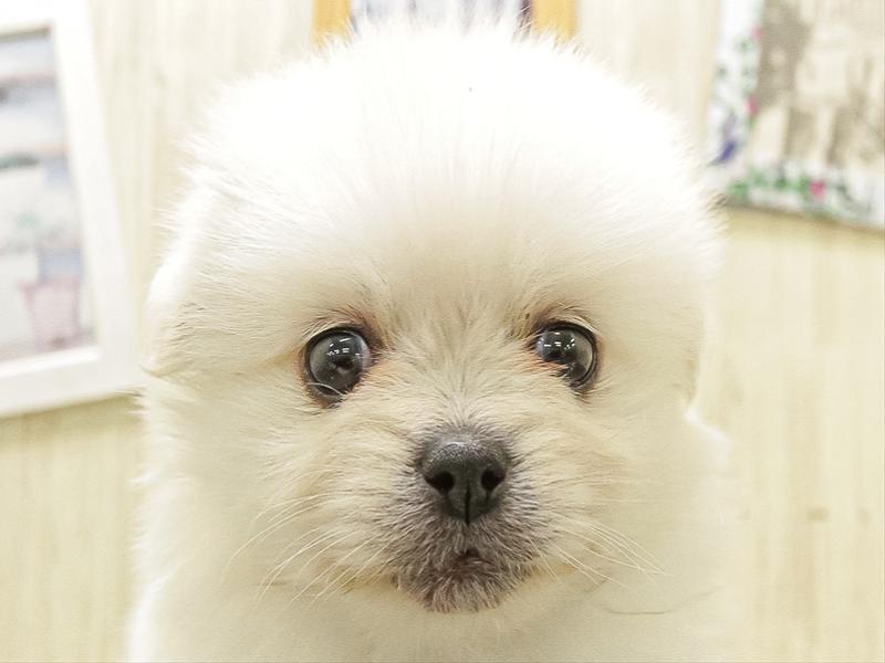愛知県のペキポメ/ポメペキ(ペキニーズ×ポメラニアン) (ワンラブ名古屋守山インター総本店/2025年12月14日生まれ/女の子/ホワイト)の子犬の1枚目の画像