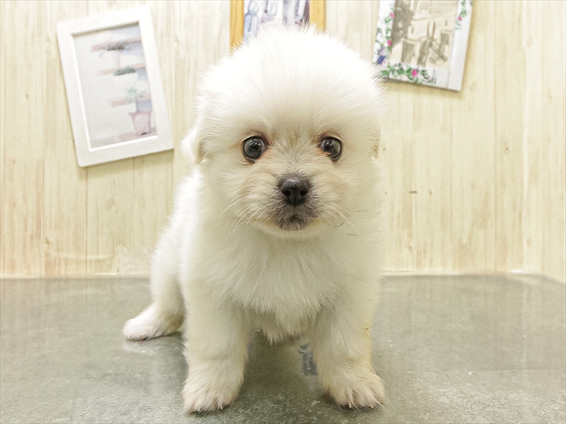 愛知県のペキポメ/ポメペキ(ペキニーズ×ポメラニアン) (ワンラブ名古屋守山インター総本店/2025年12月14日生まれ/女の子/ホワイト)の子犬の3枚目の画像