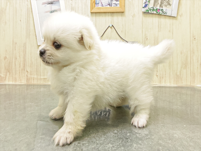 愛知県のペキポメ/ポメペキ(ペキニーズ×ポメラニアン) (ワンラブ名古屋守山インター総本店/2025年12月14日生まれ/女の子/ホワイト)の子犬の2枚目の画像