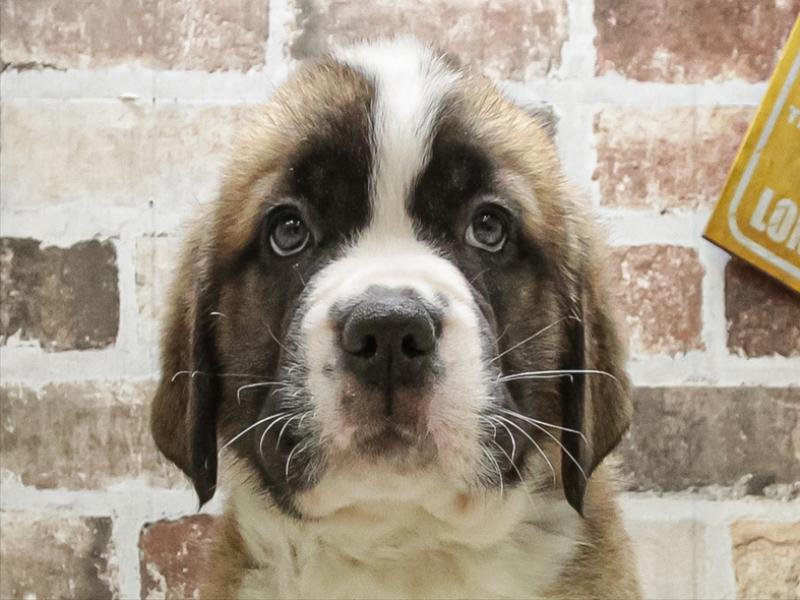 愛知県のセントバーナード (ワンラブ名古屋守山インター総本店/2025年12月16日生まれ/女の子/ブラウンホワイト)の子犬の1枚目の画像