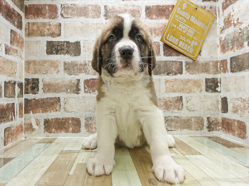 愛知県のセントバーナード (ワンラブ名古屋守山インター総本店/2025年12月16日生まれ/女の子/ブラウンホワイト)の子犬の3枚目の画像