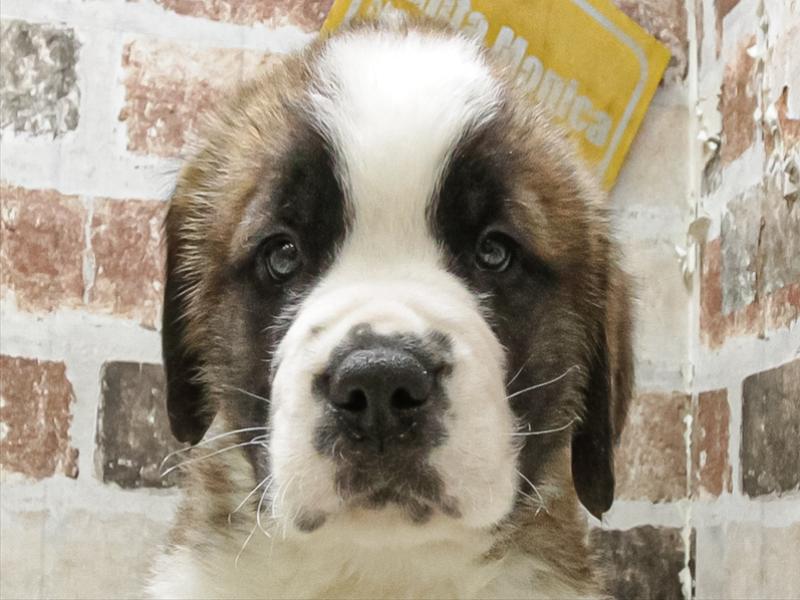 愛知県のセントバーナード (ワンラブ名古屋守山インター総本店/2025年12月16日生まれ/男の子/ブラウンホワイト)の子犬の1枚目の画像