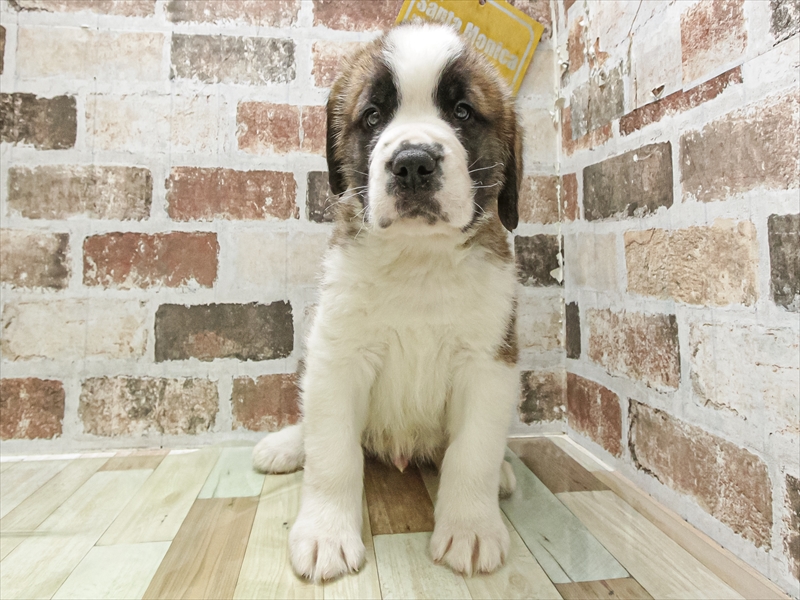 愛知県のセントバーナード (ワンラブ名古屋守山インター総本店/2025年12月16日生まれ/男の子/ブラウンホワイト)の子犬の3枚目の画像