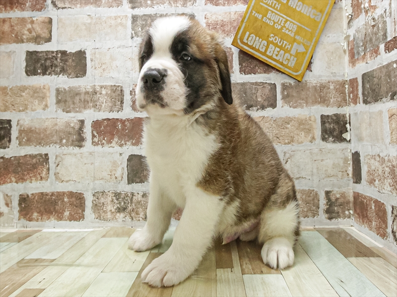 愛知県のセントバーナード (ワンラブ名古屋守山インター総本店/2025年12月16日生まれ/男の子/ブラウンホワイト)の子犬の2枚目の画像