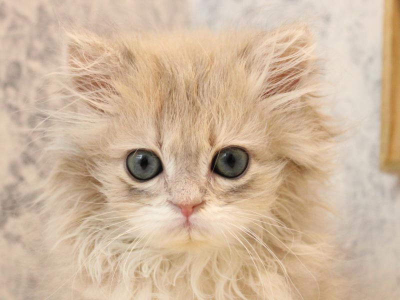神奈川県のブリティッシュロングヘアー (ワンラブカインズ相模原愛川インター店/2025年12月1日生まれ/男の子/シルバーゴールデン)の子猫の1枚目の画像