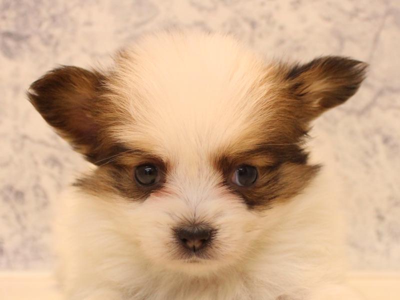 愛知県のパピヨン (ワンラブ名古屋守山インター総本店/2025年12月15日生まれ/男の子/ホワイトブラウン)の子犬の1枚目の画像