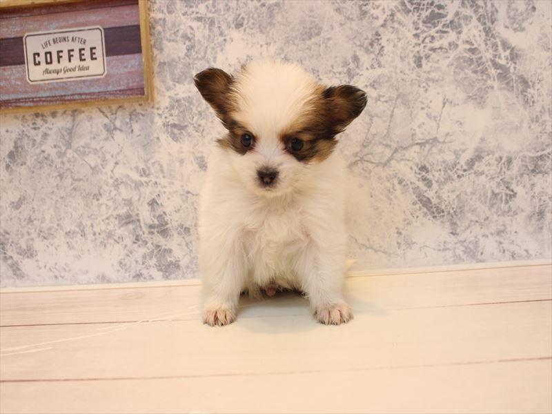 愛知県のパピヨン (ワンラブ名古屋守山インター総本店/2025年12月15日生まれ/男の子/ホワイトブラウン)の子犬の2枚目の画像