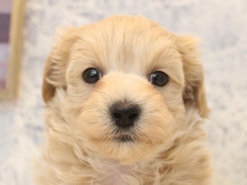 北海道のマルプー(マルチーズ×プードル) (ワンラブイオン 石狩緑苑台店/2025年12月14日生まれ/男の子/クリーム)の子犬