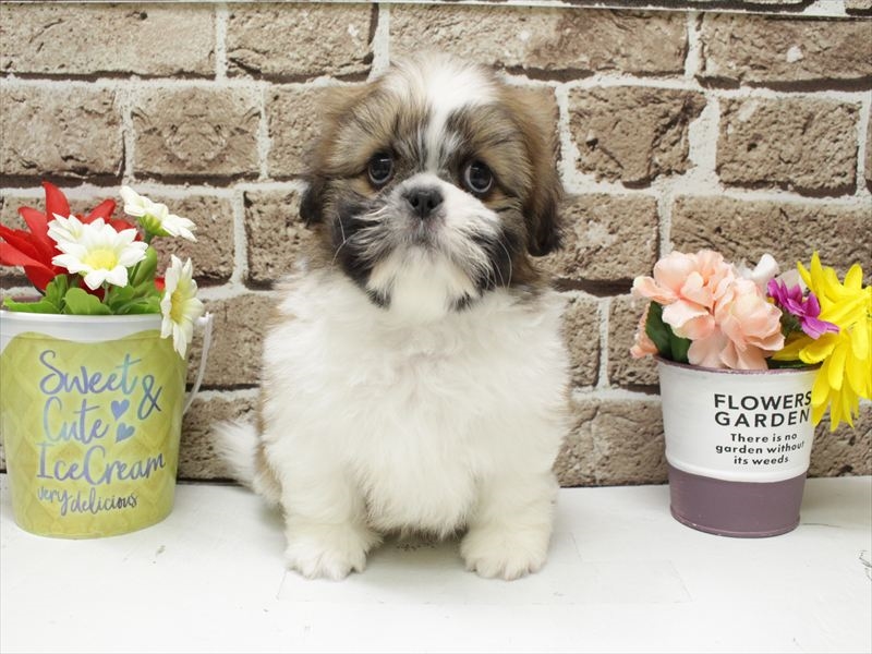 長崎県のシーズー (ワンラブゆめタウン夢彩都店/2025年12月16日生まれ/男の子/ゴールドホワイト)の子犬の3枚目の画像