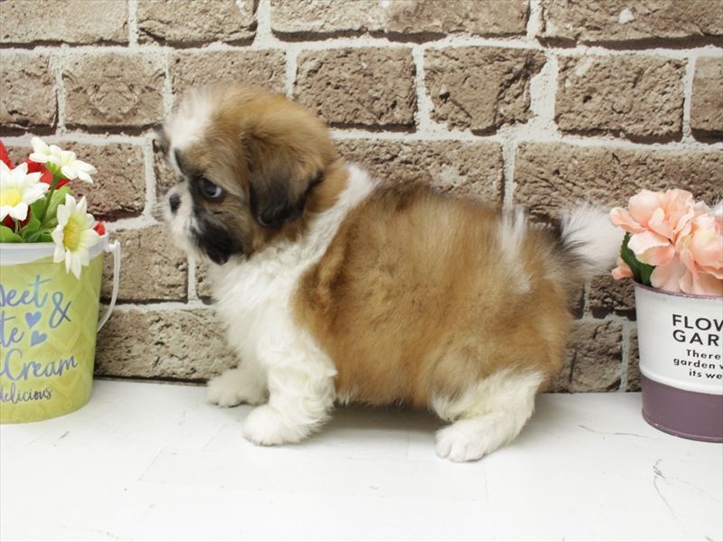 長崎県のシーズー (ワンラブゆめタウン夢彩都店/2025年12月16日生まれ/男の子/ゴールドホワイト)の子犬の2枚目の画像