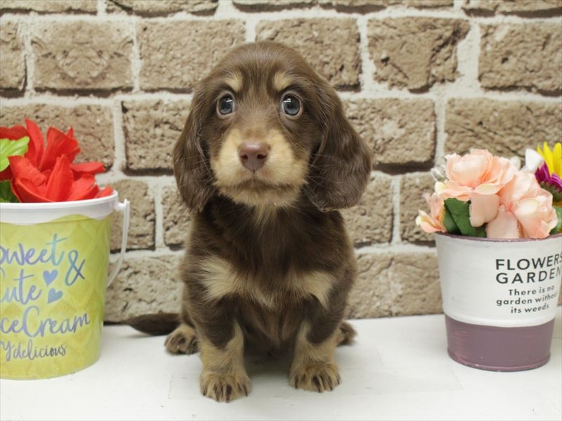 福岡県のミニチュアダックスフンド(ロング) (ワンラブ福岡総本店/2025年12月14日生まれ/男の子/チョコレートタン)の子犬の3枚目の画像