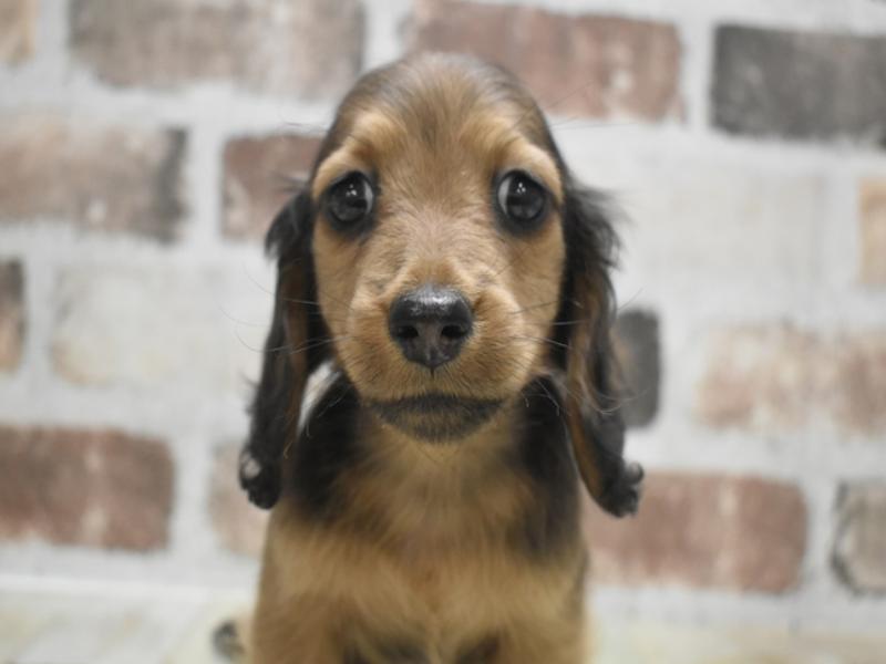 愛知県のミニチュアダックスフンド(ロング) (ワンラブ名古屋守山インター総本店/2025年12月14日生まれ/男の子/レッド)の子犬の1枚目の画像