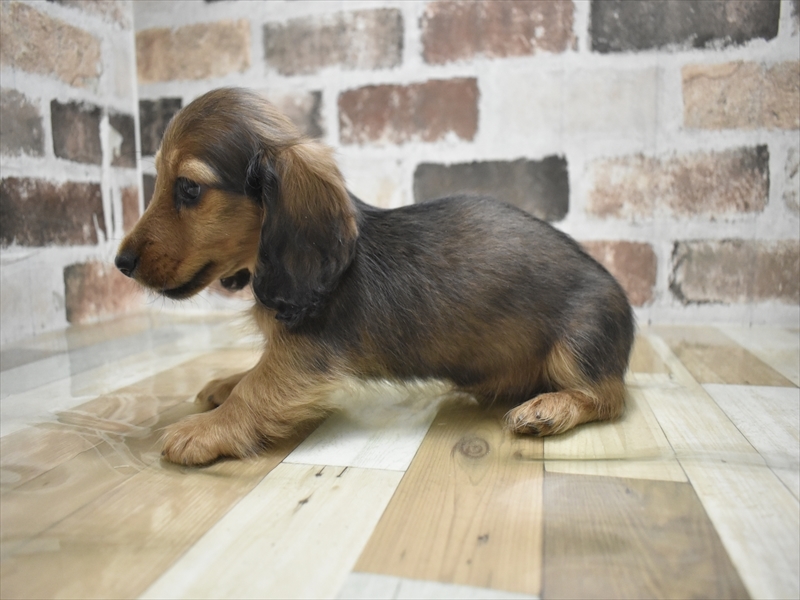 愛知県のミニチュアダックスフンド(ロング) (ワンラブ名古屋守山インター総本店/2025年12月14日生まれ/男の子/レッド)の子犬の3枚目の画像