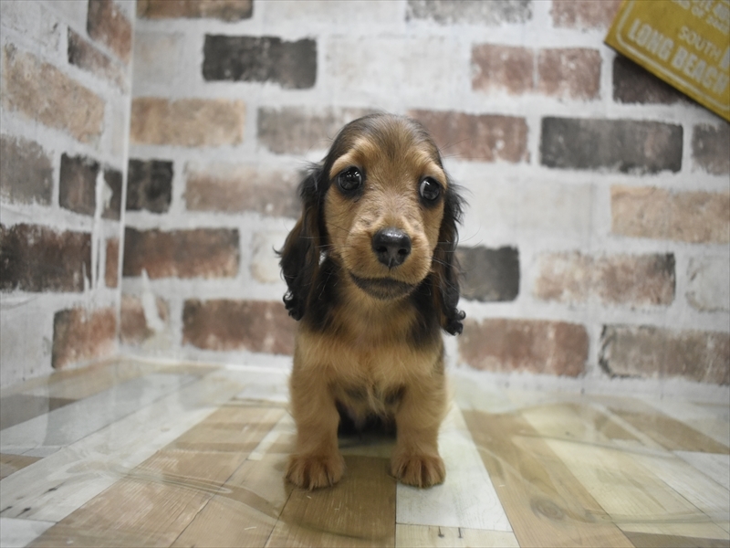 愛知県のミニチュアダックスフンド(ロング) (ワンラブ名古屋守山インター総本店/2025年12月14日生まれ/男の子/レッド)の子犬の2枚目の画像