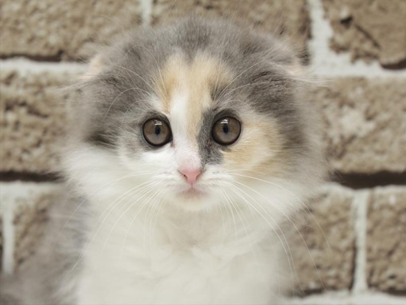 福岡県のスコティッシュフォールド (ワンラブ福岡総本店/2025年12月16日生まれ/女の子/ダイリュートキャリコ)の子猫の1枚目の画像