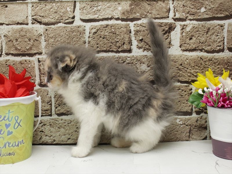 福岡県のスコティッシュフォールド (ワンラブ福岡総本店/2025年12月16日生まれ/女の子/ダイリュートキャリコ)の子猫の2枚目の画像