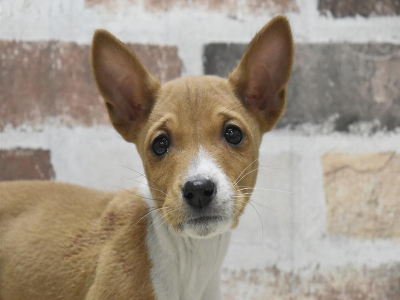 岐阜県のバセンジー (ワンラブホームセンターバロー正木店(FC)/2025年12月11日生まれ/男の子/レッドホワイト)の子犬