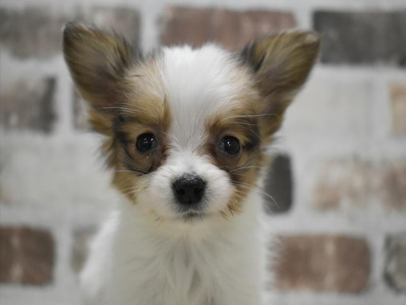 愛知県のパピヨン (ワンラブホームセンターバロー千音寺店(FC)/2025年12月16日生まれ/女の子/ホワイトブラウン)の子犬