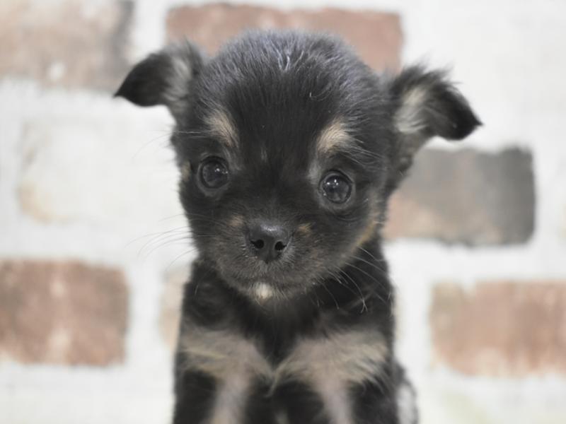 岐阜県のチワワ(ロング) (ワンラブホームセンターバロー可児坂戸店(FC)/2025年12月17日生まれ/男の子/ブラックタン)の子犬の1枚目の画像