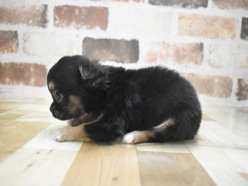 岐阜県のチワワ(ロング) (ワンラブホームセンターバロー可児坂戸店(FC)/2025年12月17日生まれ/男の子/ブラックタン)の子犬の3枚目の画像