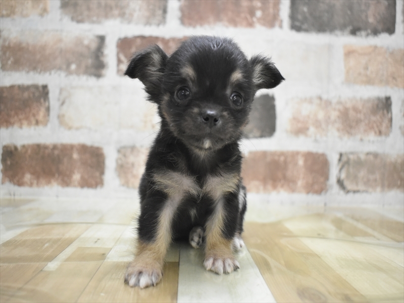 岐阜県のチワワ(ロング) (ワンラブホームセンターバロー可児坂戸店(FC)/2025年12月17日生まれ/男の子/ブラックタン)の子犬の2枚目の画像