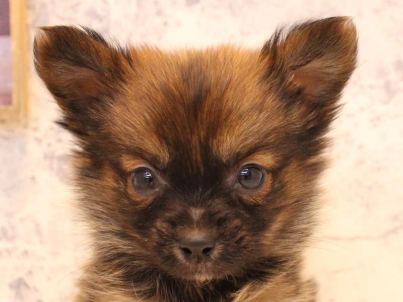 埼玉県のポメチワ/チワポメ/ポメチー(ポメラニアン×チワワ) (ワンラブ埼玉寄居店/2025年12月14日生まれ/男の子/オレンジ)の子犬の1枚目の画像