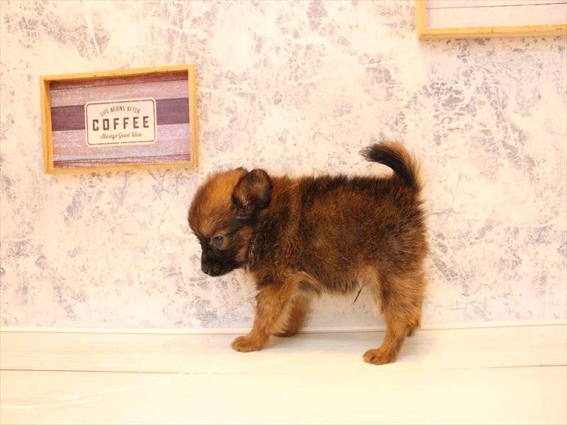 埼玉県のポメチワ/チワポメ/ポメチー(ポメラニアン×チワワ) (ワンラブ埼玉寄居店/2025年12月14日生まれ/男の子/オレンジ)の子犬の3枚目の画像