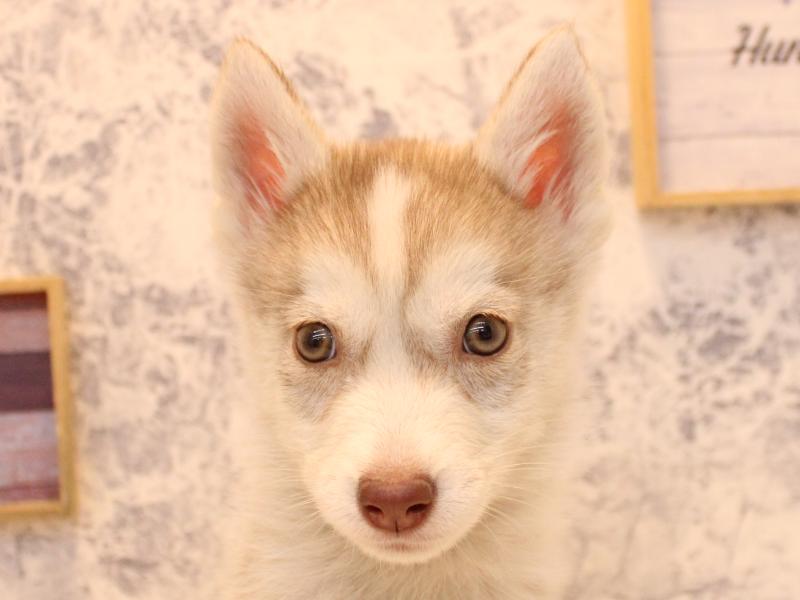 埼玉県のシベリアンハスキー (ワンラブ埼玉寄居店/2025年12月16日生まれ/女の子/チョコレートホワイト)の子犬の1枚目の画像