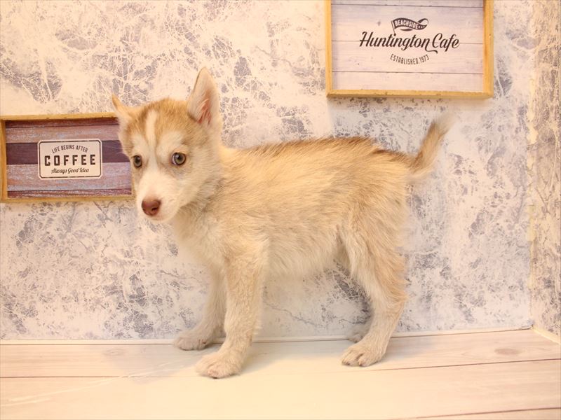 埼玉県のシベリアンハスキー (ワンラブ埼玉寄居店/2025年12月16日生まれ/女の子/チョコレートホワイト)の子犬の3枚目の画像