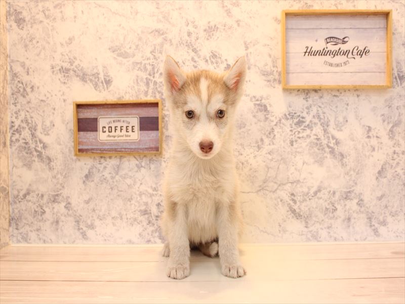 埼玉県のシベリアンハスキー (ワンラブ埼玉寄居店/2025年12月16日生まれ/女の子/チョコレートホワイト)の子犬の2枚目の画像