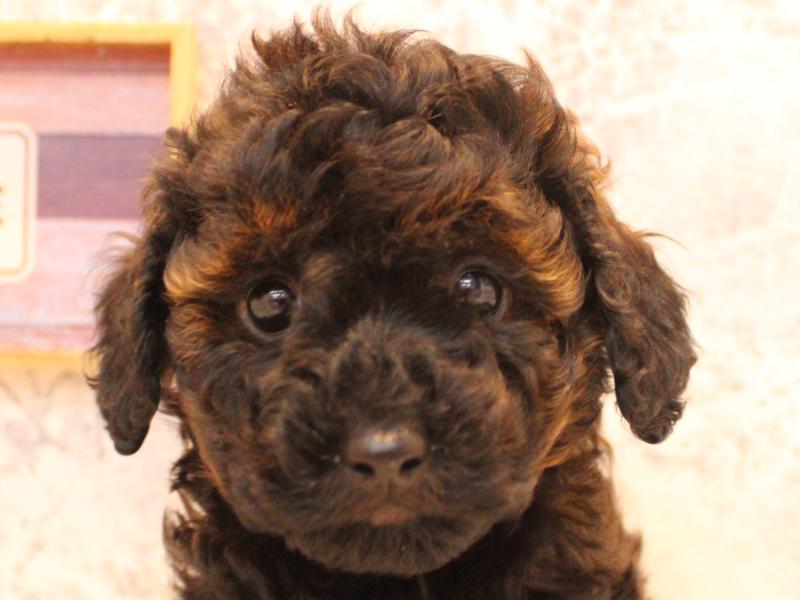 埼玉県のトイプードル(トイ) (ワンラブ埼玉寄居店/2025年12月11日生まれ/女の子/ブリンドル)の子犬の1枚目の画像