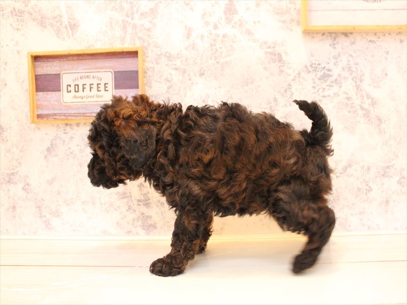 埼玉県のトイプードル(トイ) (ワンラブ埼玉寄居店/2025年12月11日生まれ/女の子/ブリンドル)の子犬の3枚目の画像