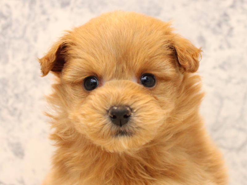 埼玉県のポメプー(ポメラニアン×プードル) (ワンラブ埼玉寄居店/2025年12月20日生まれ/男の子/レッド)の子犬の1枚目の画像